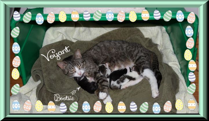 My husband named her Voyant because he calls the other feral cat outside "Claire".  LOL